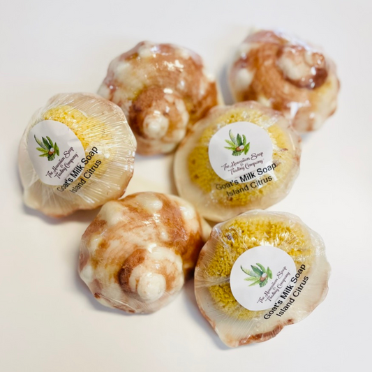 conch shell soap with sea sponge