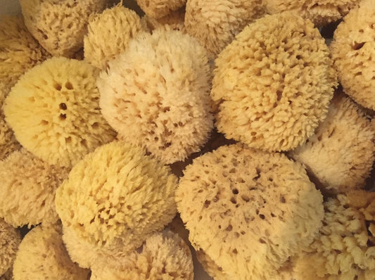 sea sponge all natural