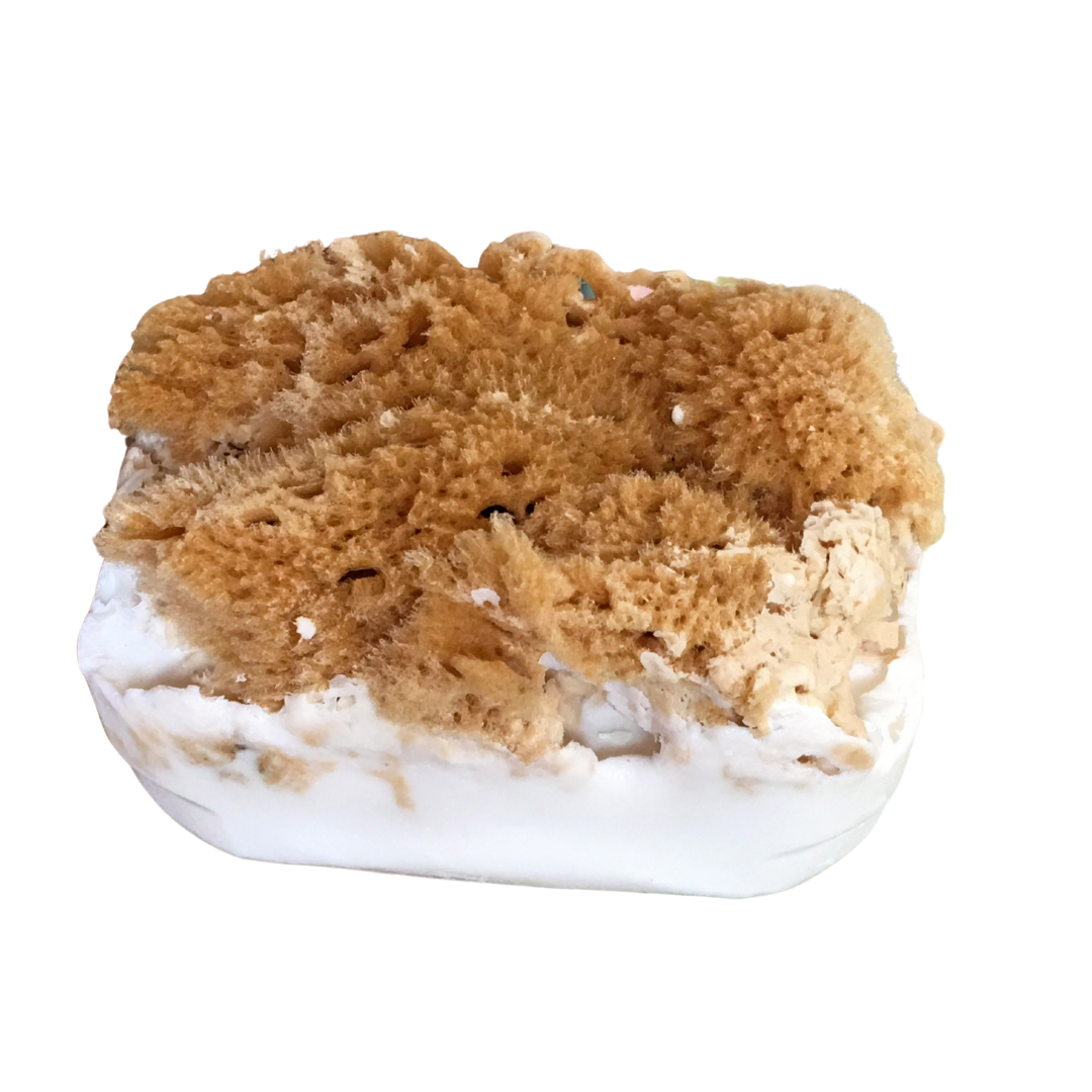 coconut sea sponge soap