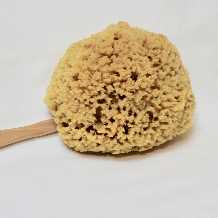 large sea sponge on a stick