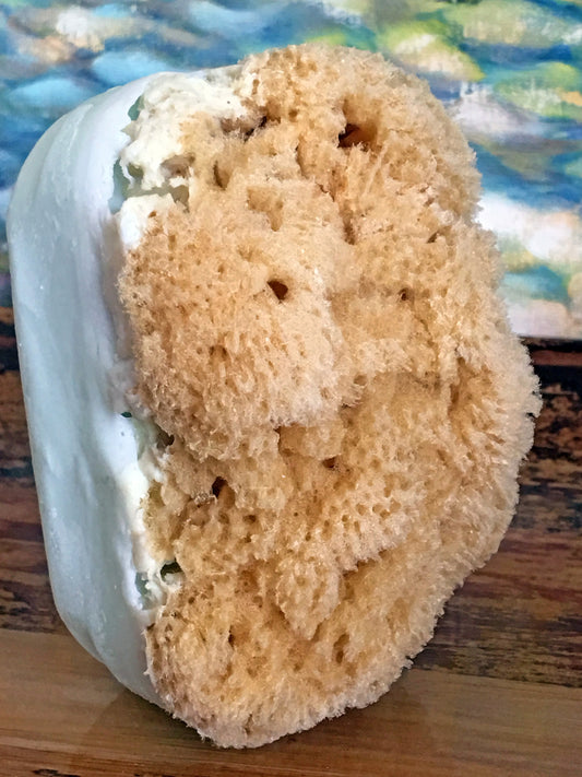 Eucalyptus Sea Sponge Soap